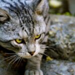 förstoppning katt huskur