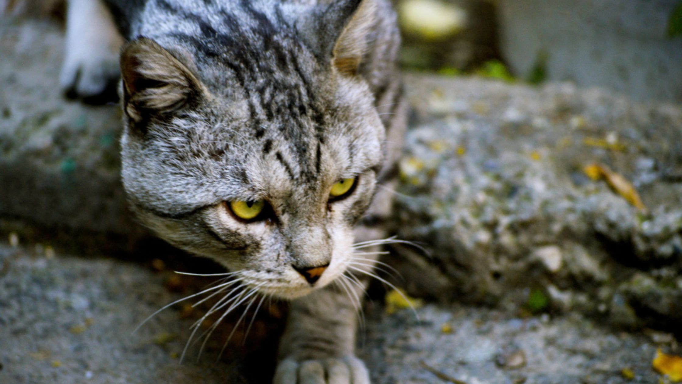 Förstoppning katt huskur – enkla råd som hjälper