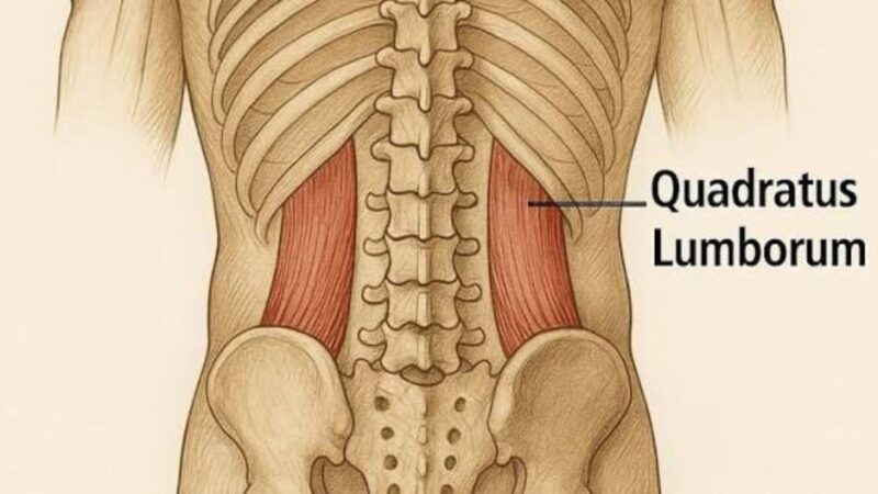 Quadratus lumborum smärta: därför gör det ont och så lindrar du besvären